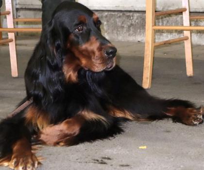 Wurfankündigung Gordon Setter From the Fairy Trees