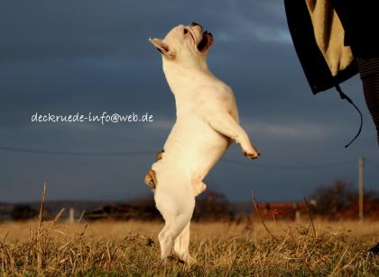 Französische Bulldogge Deckrüde creme fawn blue Schecke