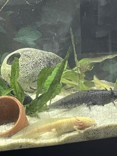 Axolotljungtiere vom 31.01.23