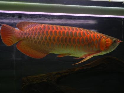 Asiatische Arowanas (Drachenfische)