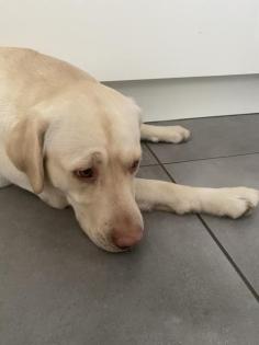 Deckrüde Labrador