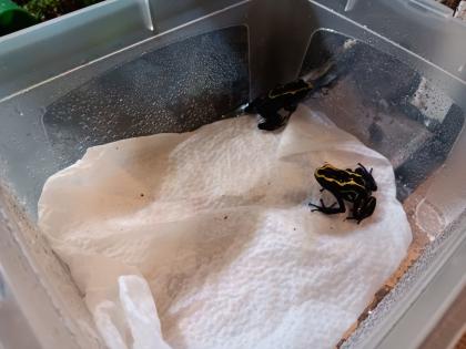 Dendrobates tinctorius nominat 0.3