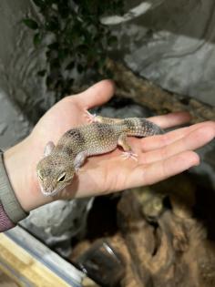 3 neugierige Leopardgeckodamen