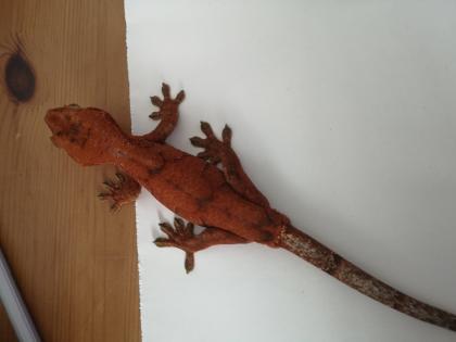 Gecko Hybrid (Chahoua x Crested)