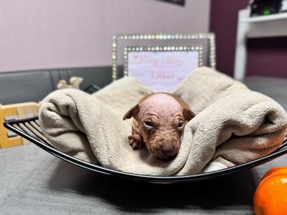 American Hairless Terrier Welpen