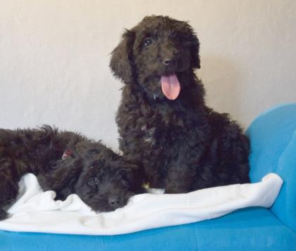 Zauberhafte Blackdoodle ( Goldendoodle) Welpen abzugeben