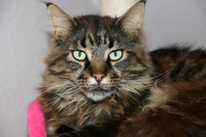 Maine coon kater umständealber abzugeben