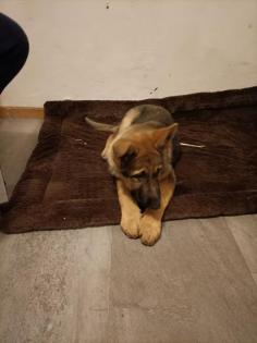 Schäferhund sucht zu Hause