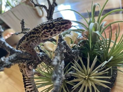 Leopardgecko, 1.0 Black Night