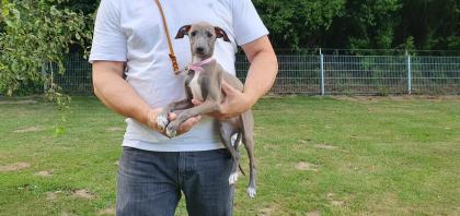 Italienisches Windspiel... Italian Greyhound
