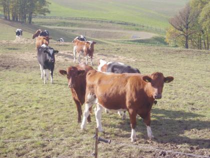 Kennen Sie Colostrum?