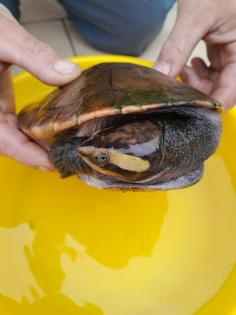 Schildkröten 3 Stück