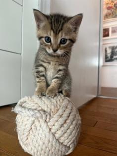 Wuschelweiche Kitten