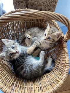 Wuschelweiche Kitten