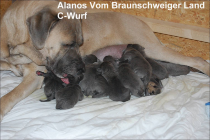 Wurfmeldung -   Alanos vom Braunschweiger Land