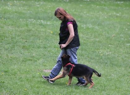 Hundetraining, einzel und gruppenunterricht,welenstunde,sozialisierung,themenabe