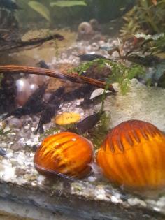 Neocaridina davidi Black Sakura  ( Süßwasser Garnelen  )