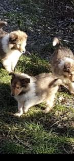 Süße colliebabys langhaar Rüden und Hündinnen