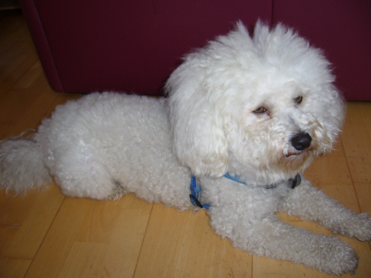 Deckhund: Bichon-Frise Reinrassig, hat schon einmal sich erfolgreich vermehrt. 