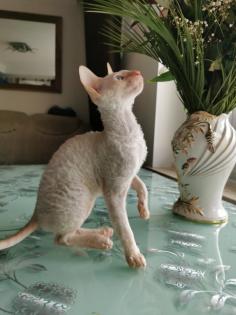 Wunderschönen Cornish Rex Lockenkatzen