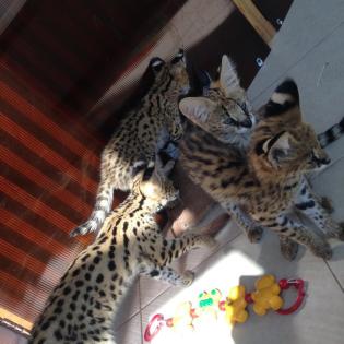 Serval-, Savannah- und Karakalkätzchen