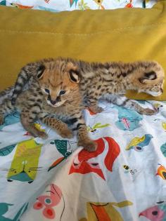 Serval-, Savannah- und Karakalkätzchen