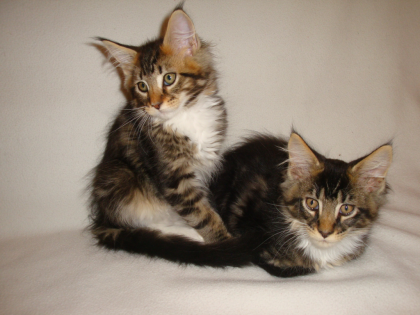 Wunderschöne reinrassige Maine Coon Kitten zu verkaufen