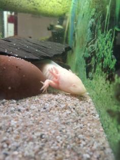 2 Männliche Axolotl!!!Dringend!!!