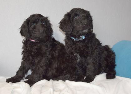 Zauberhafte Blackdoodle ( Goldendoodle) Welpen abzugeben