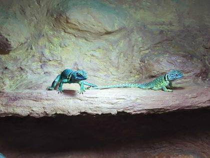 Halsbandleguan Pärchen, ca 5 Jahre alt