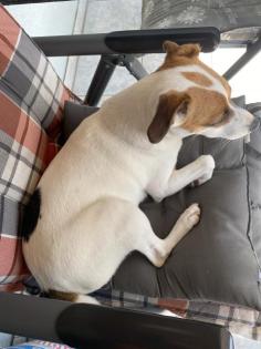 Parson Terrier