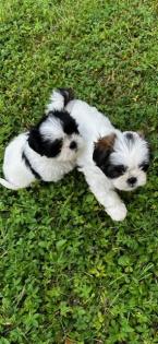 Shih Tzu Welpen zu verkaufen