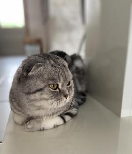 Bkh Scottish Deckkater 
