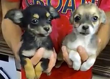 2 reinrassige Chihuahua Welpen