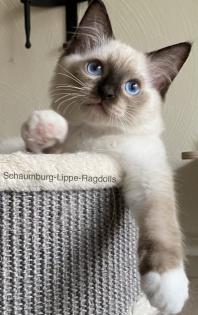 Ragdoll Kitten mit Stammbaum ! -Abgabebereit -