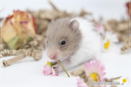 Zauberhafte, zahme Goldhamster und Teddyhamster