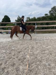 Biete qualifizierten Reitunterricht auf bravem Pferd an