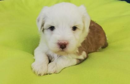 Tibet Terrier Welpen