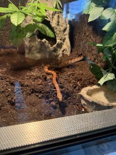2 Kornnattern + Hochwertiges Terrarium zu verkaufen