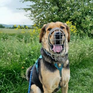 Valentino sucht neue, liebevolle- aber hundeerfahrene Menschen!