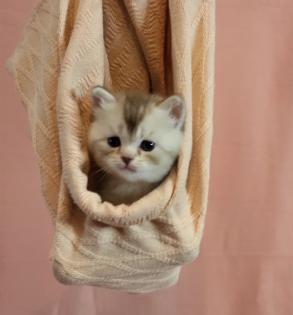 Bkh Kitten in seltener Farben.Stammbaum