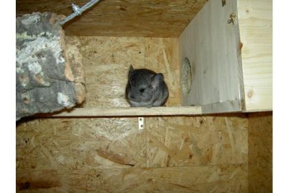 Chinchillas aus Hobbyzucht