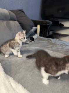 Bkh kitten  abgabe  bereit