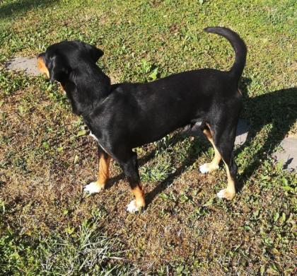 Junger Hund abzugeben / Erdélyi Kopo /Bracke Laufhund