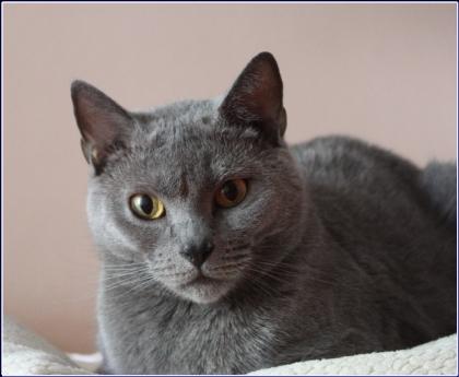 Chartreux/Kartäuser Kitten 