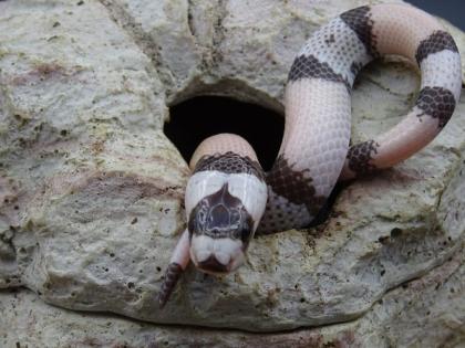 Lampropeltis abnorma / Honduras Königsnattern