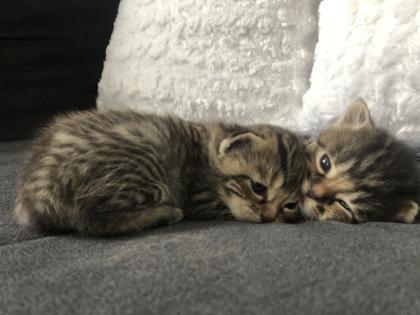 Katzenbabys geboren 23.4.23