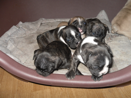 Süsse knuffige franz. Bulldoggenwelpen