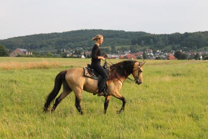 Deckanzeige: buckskin Tennessee Walker / Tennessee Walking Horse