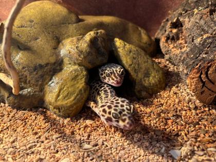 2 Leopardgeckos Damen mit Terrarium und Zubehör